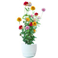 Summer Flower Mix Color Candy Cane Zinnia Seeds